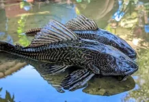 Ikan Sapu-Sapu Marak di Perairan