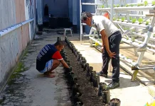Mandiri Pangan, Warga Binaan Lapas WahaiBudidaya Tomat Varietas Unggul