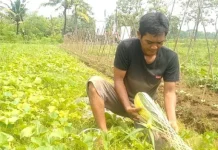 Setiap 17 April, Dunia Suarakan Perjuangan Petani
