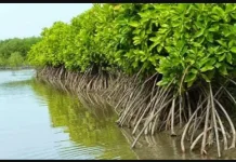 Mangrove Pelindung Pesisir Ambon, Perlu Peran Masyarakat Bersama