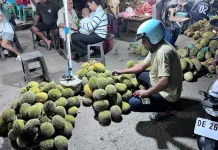Musim Durian Tiba, Warga Berburu Buah Favorit Malam Hari