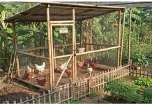 Peternak Difabel Kembangkan Usaha Ayam Kampung Berbasis Digital