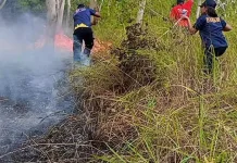 Hutan Gunung Nona Terbakar, Api Berhasil Dipadamkan dalam Dua Jam