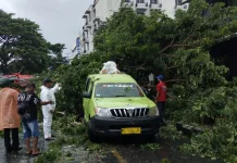 Pohon Tumbang Hantam Mobil Angkot di Ambon