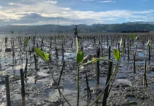 Sinergi PLN dan MCC: Pemulihan Mangrove Poka Ambon Catat Keberhasilan 83%