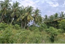 Perkuat Hilirisasi Kelapa & Pala, Gubernur Maluku Hadiri Groundbreaking di Liang