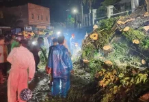 Insiden Pohon Tumbang di Kapaha Telan Korban, Satu Warga Alami Cidera Serius
