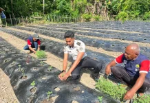 Kemandirian Pangan Berlanjut, Lapas Wahai Garap Lahan Bangun Usahatani Tomat