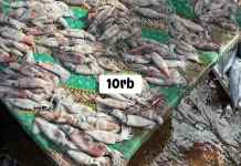 Harga Cumi di Pasar Mardika Masih Terjangkau