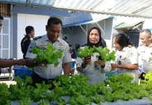 Rutan Ambon Panen Seledri, Dukung Ketahanan Pangan Nasional
