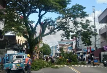 Rawan Tumbang, Pemkot Ambon Pangkas Ratusan Pohon Tua