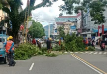 Ini Sebaran Pohon di Ambon yang Bakal Dipangkas