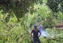 Pohon Tumbang di Tanjakan Tugu Dolan Berhasil Dievakuasi Tim Damkar Ambon