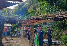 Pohon Tumbang Timpa Rumah Warga di Lateri, Personel Damkar Ambon Bergerak Cepat