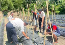 Warga Binaan Lapas Wahai Tempa Kemandirian lewat Budidaya Buncis & Tomat