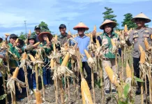 Perkuat Stok Pangan, Yonif-TP 865/SM dan Dinas Pertanian SBB Panen Raya Jagung