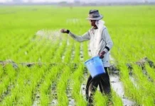 BRMP Maluku Dorong Peningkatan Produktivitas Melalui Penggunaan VUB