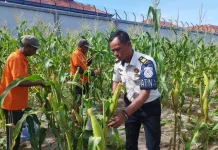 Panen Lagi, Lapas Namlea Petik Ribuan Jagung Pulut