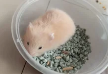 Marmut, Hewan Kecil yang Lucu dan Imut