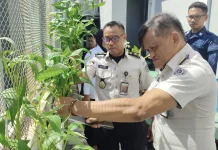 Lapas Wahai Panen Kangkung Hidroponik, Maksimalkan Lahan Terbatas