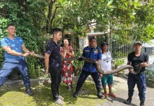 Petugas Damkar Pos Passo Evakuasi Ular Liar di Pemukiman Warga Halong Atas