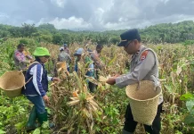 Polsek Wertamrian Panen Raya Jagung di Desa Amdasa