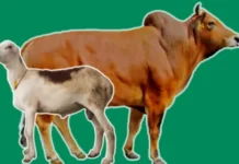 Bantuan Hewan Qurban Pemkot Ambon Turun Jumlah