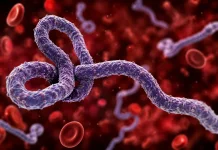 Subvarian Baru Ebola Diwaspadai, Pakar Sebut Risiko Global Masih Rendah