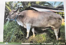 Masyarakat Maluku Terima Bantuan 17 Sapi Kurban dari Presiden Prabowo