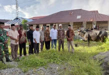 Bupati Malteng Serahkan Sapi Qurban Bantuan Presiden ke Tehoru