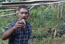 Optimalisasi Kebun Sayur dan Rempah Jadi Bisnis Menguntungkan di Latuhalat Ambon