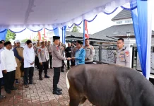 Polda Maluku Tebar Kepedulian di Momen Idul Adha 2026 lewat 37 Sapi Kurban