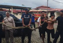 Tim Damkar Kota Ambon Berhasil Evakuasi Ular di RS Bhayangkara Tantui