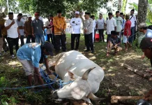Sembelih Hewan Kurban, Vanath Komit Jaga Tradisi di tengah Efisiensi Anggaran