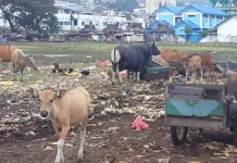 Taman Victoria Ambon Terbengkalai, Pedagang Keluhkan Tata Kelola Aset Pemerintah