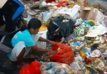 Sisa Makanan Buangan di Sekitar Ambon Plaza Dipulung sebagai Pakan Ternak