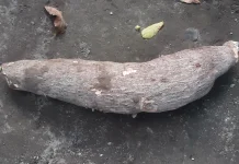 Kasbi Raksasa Ditemukan di Nania, Berat Capai 10 Kilogram