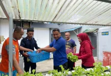 Rutan Ambon Kembali Panen Selada, Dukung  Ketahanan Pangan
