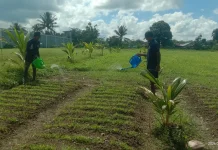 Rutan Masohi Dukung Ketahanan Pangan dan Pembinaan Ketrampilan Pertanian