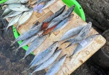 Harga Ikan Naik, Warga Ambon Mulai Resah
