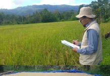 BRMP Maluku Targetkan Produksi 10 Ton Benih Pokok pada 2026