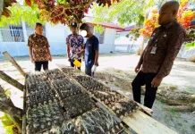 Fokus Kemandirian, Warga Binaan Diedukasi Teknik Penyemaian Bibit Pakcoy