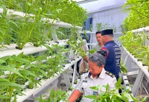 Lapas Wahai Panen Kangkung Hidroponik,Dukung Kemandirian Pangan