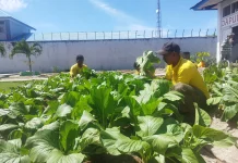 Panen Sawi Bersama BPP Waplau & YBTS, Lapas Namlea Tuai Hasil Pembinaan Warga Binaan