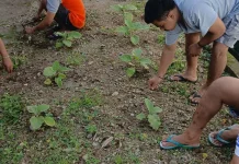 Bina Mandiri Warga Binaan: Progres Budidaya Tanaman Terong di Area Lahan Tani