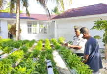 Lapas Geser Edukasi Perawatan Tanaman Kangkung Hidroponik bagi Warga Binaan