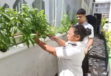Menuju Kemandirian Ketahanan Pangan, Lapas Wahai Panen Kangkung Hidroponik