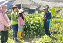 Progres Pembibitan Kakao di Kabupaten Malteng Dipantau BRMP Maluku