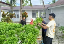 Borong Hasil Panen Ratusan Ikat Kangkung Hidroponik di Lapas Geser