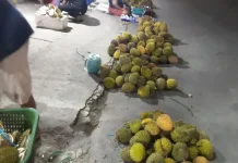 Ambon Kembali Banjir Durian, Pedagang Sebut Pasokan Melimpah